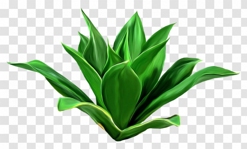 Leaf Green Plant Flower Houseplant Transparent PNG