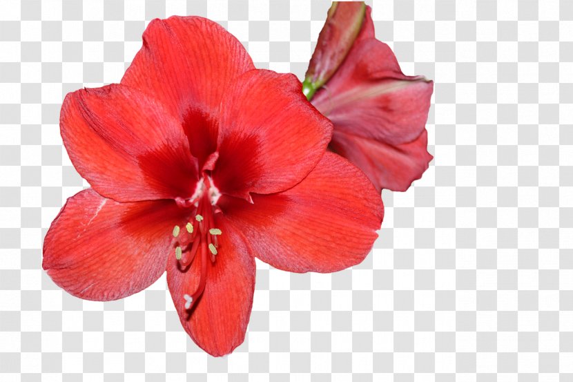 Flower Clip Art Image Jersey Lily - Amaryllis Belladonna Transparent PNG