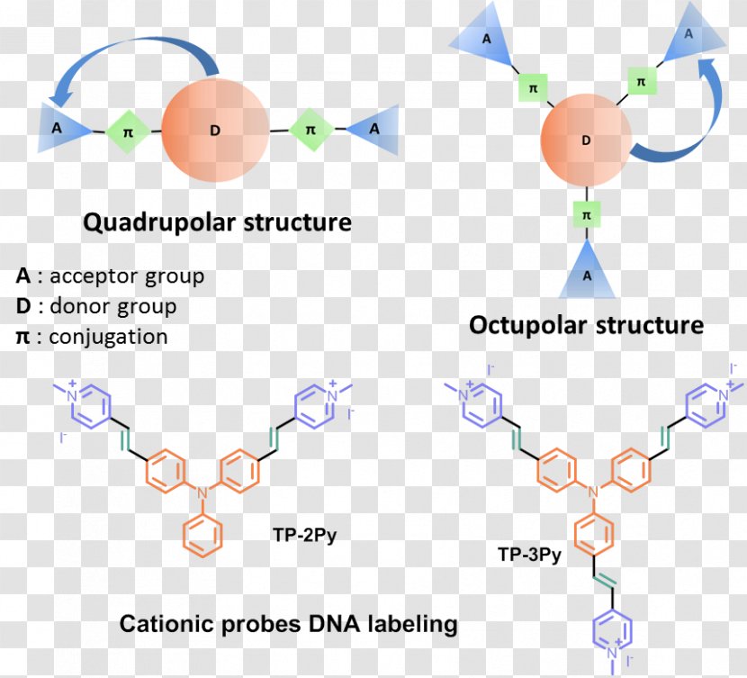 Hybridization Probe Fluorescence DNA Nucleic Acid Fluorescent Tag - Pyridinium - Antibody Transparent PNG