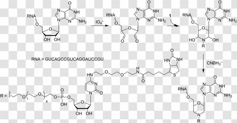 Uridine Monophosphate Diphosphate Adenosine - Ribozyme Transparent PNG