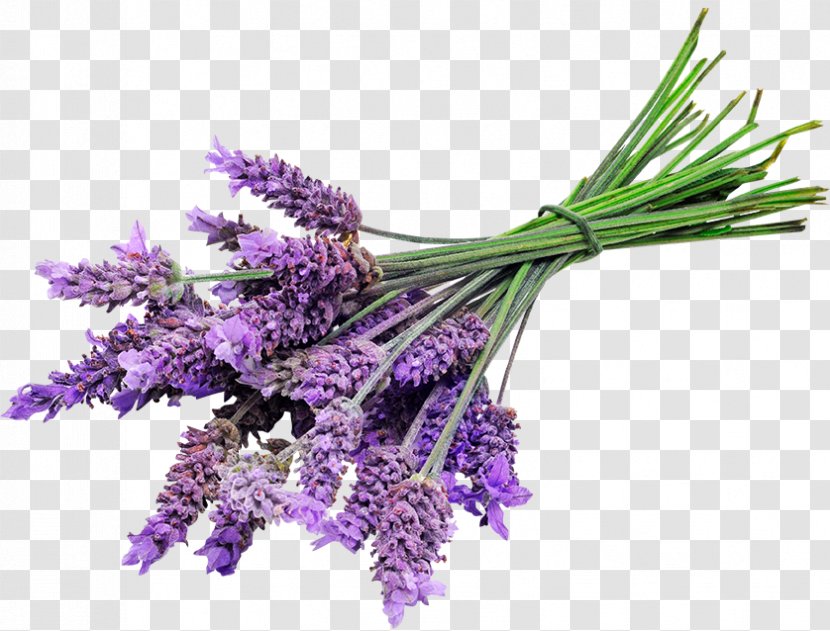 English Lavender Oil Lotion Essential - Perfume - Levender Transparent PNG