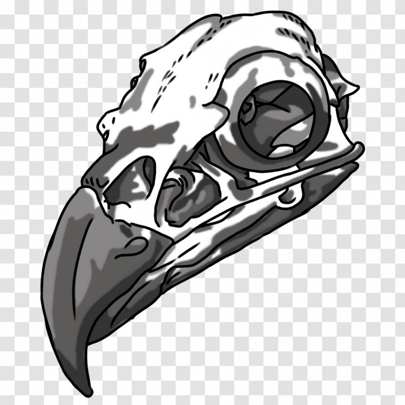 Drawing Bald Eagle Skull Bone Transparent PNG