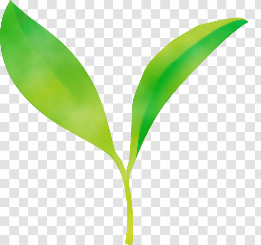 Leaf Flower Green Plant Lily Of The Valley Transparent PNG