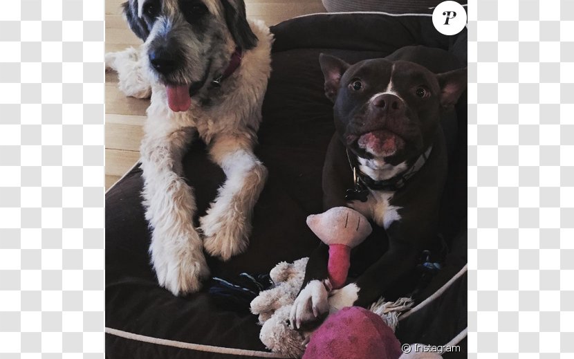 Dog Breed Labradoodle Bulldog Pit Bull Puppy - Selfie - Liam Hemsworth Transparent PNG