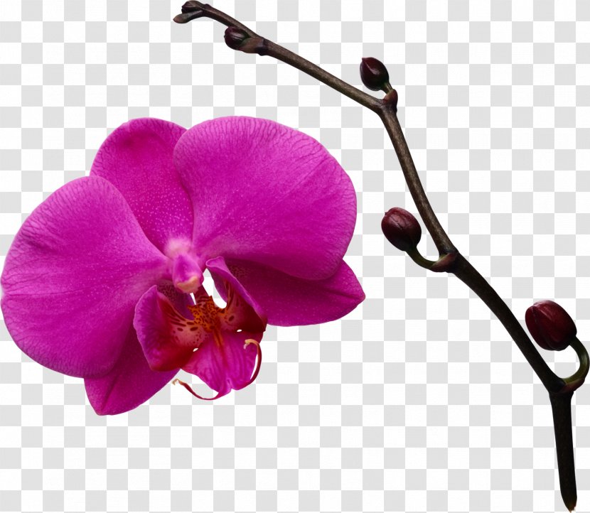 Orchids Flower Boat Orchid Clip Art - Pink Transparent PNG