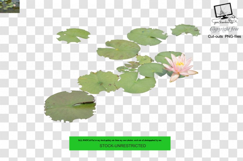 Leaf Nelumbo Nucifera Water Lilies Aquatic Plants - Organism Transparent PNG