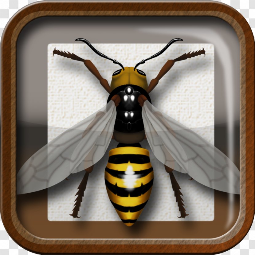 Insect Bee Hornet Pollinator Invertebrate - Wasp - Bug Transparent PNG