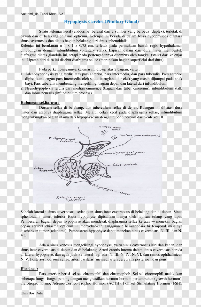 Document Line Angle Organism - Endocrine Glands Transparent PNG