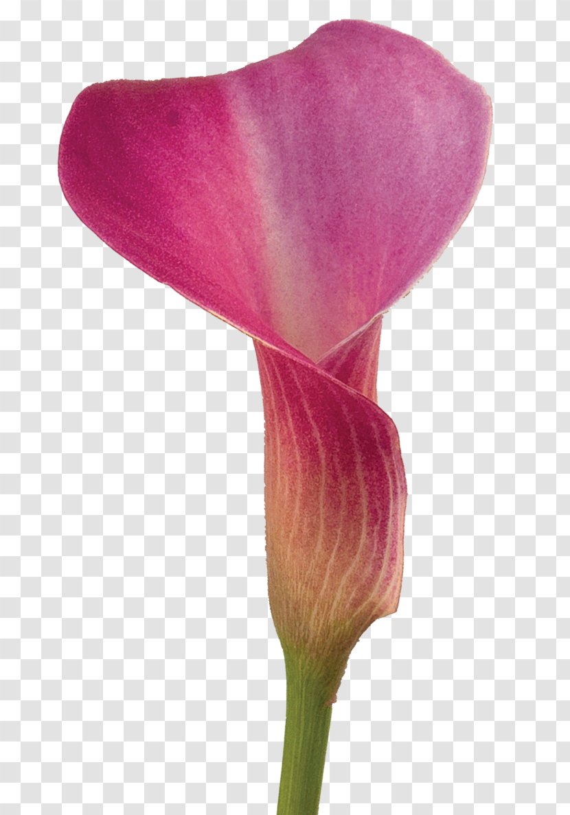Arum-lily Flower Lilium Color Callalily - Pink Transparent PNG