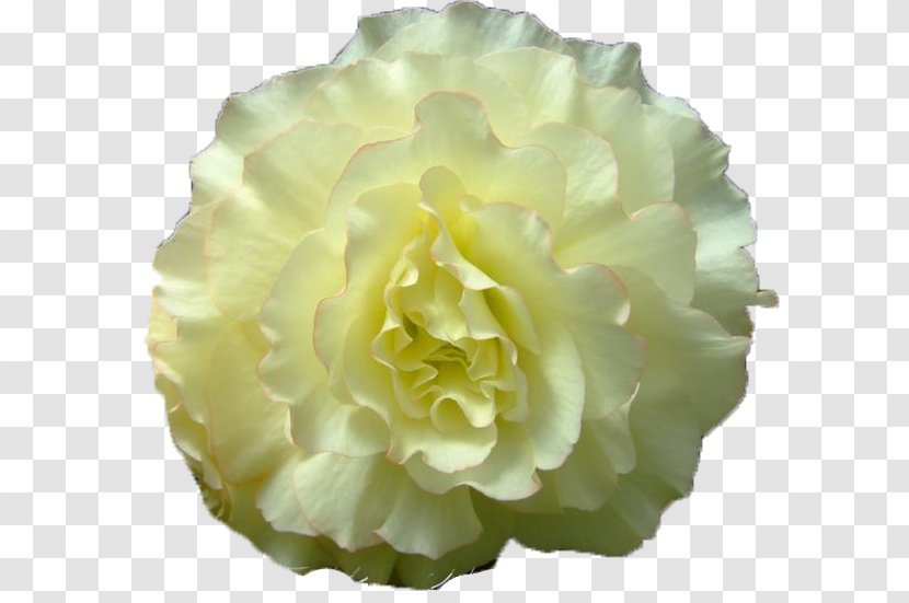 Cabbage Rose Yellow Cut Flowers Peony - Perennial Plant - Begonia Ribbon Transparent PNG