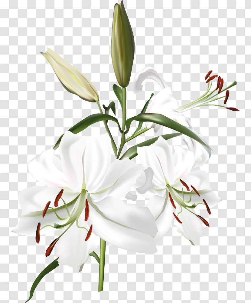 Clip Art Image Vector Graphics - White - Flower Transparent PNG