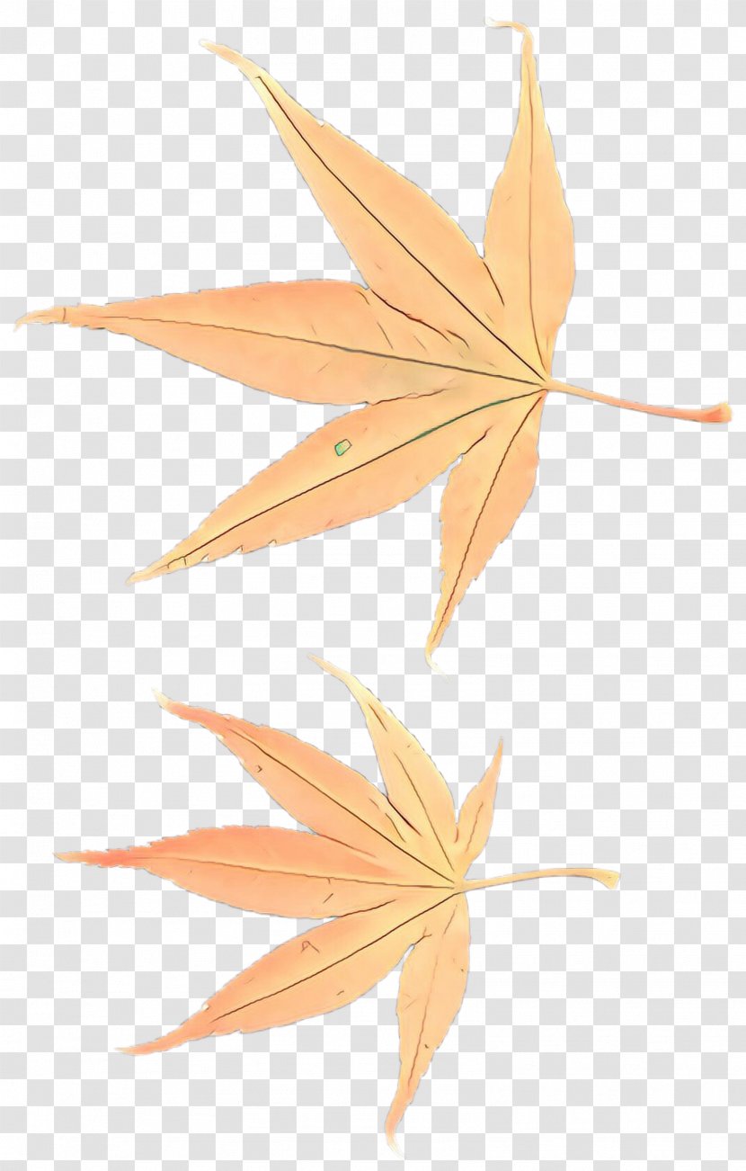 Maple Leaf - Flower - Plane Transparent PNG