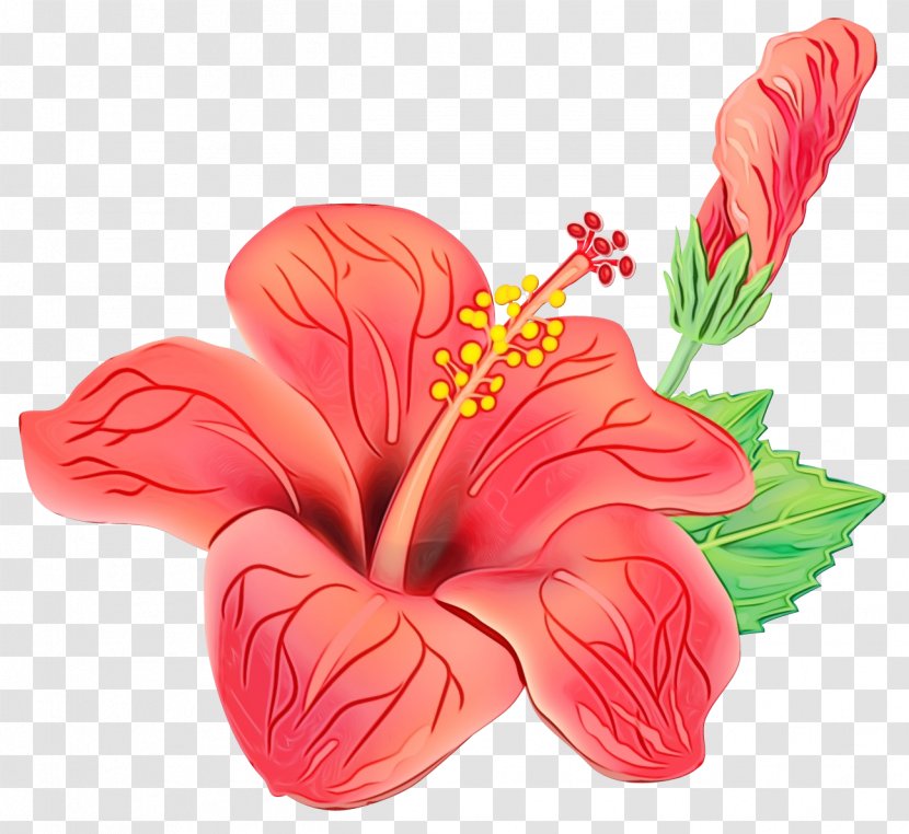 Drawing Of Family - Chinese Hibiscus - Anthurium Mallow Transparent PNG