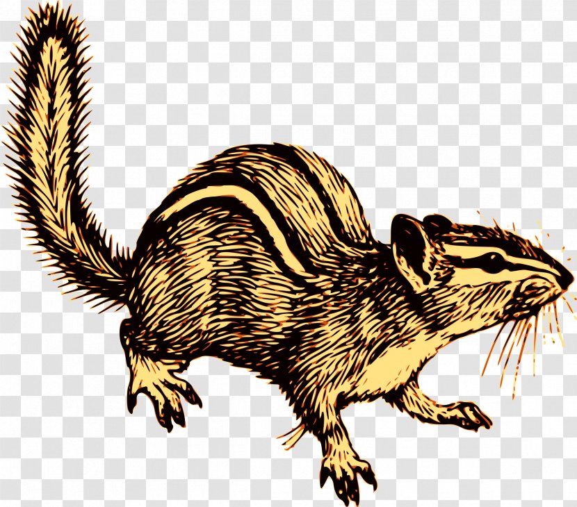 Chipmunk Rodent Squirrel Cat Clip Art - Fauna Transparent PNG