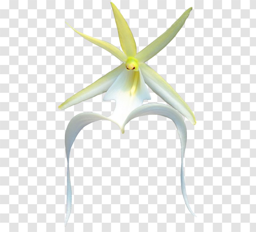 Flowering Plant - Chimonanthus Praecox Transparent PNG