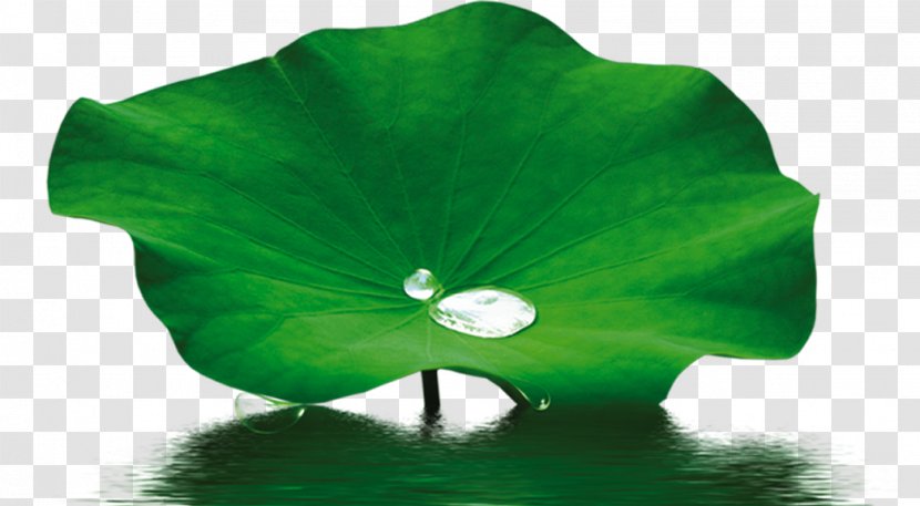 Petal Leaf Nelumbo Nucifera Lotus Effect - Drop - Water Droplets Transparent PNG