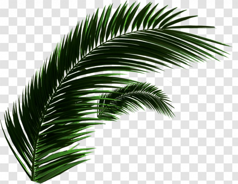 Asian Palmyra Palm Babassu Oil Palms Date Arecaceae - Leaf - Fondue Menu Transparent PNG