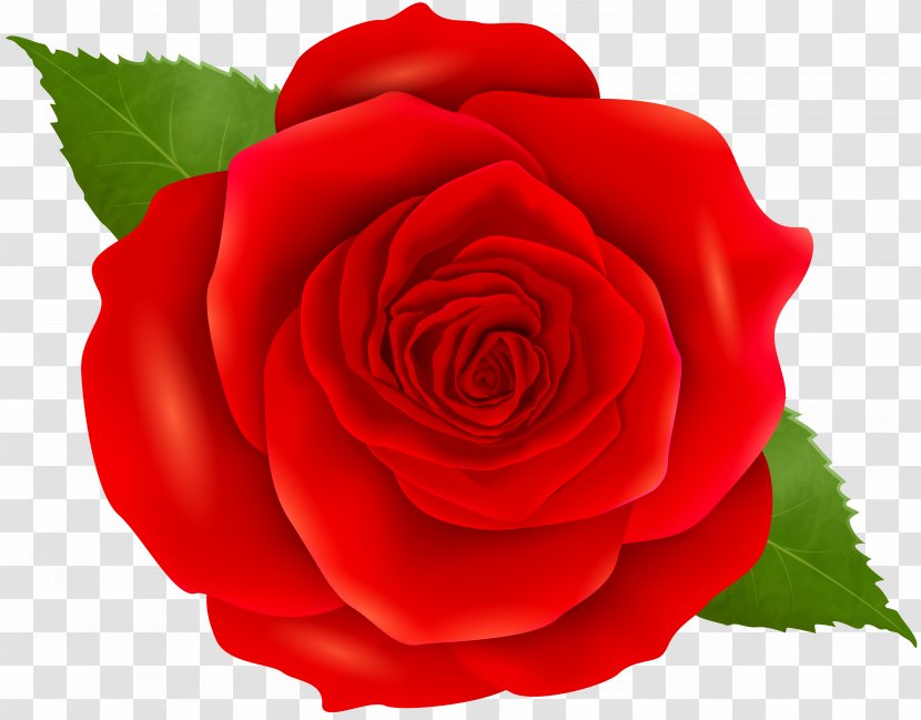 Icon Clip Art - Centifolia Roses - Red Rose Transparent Transparent PNG