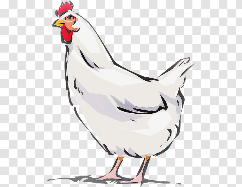Bird Chicken Rooster Beak Cartoon Transparent PNG