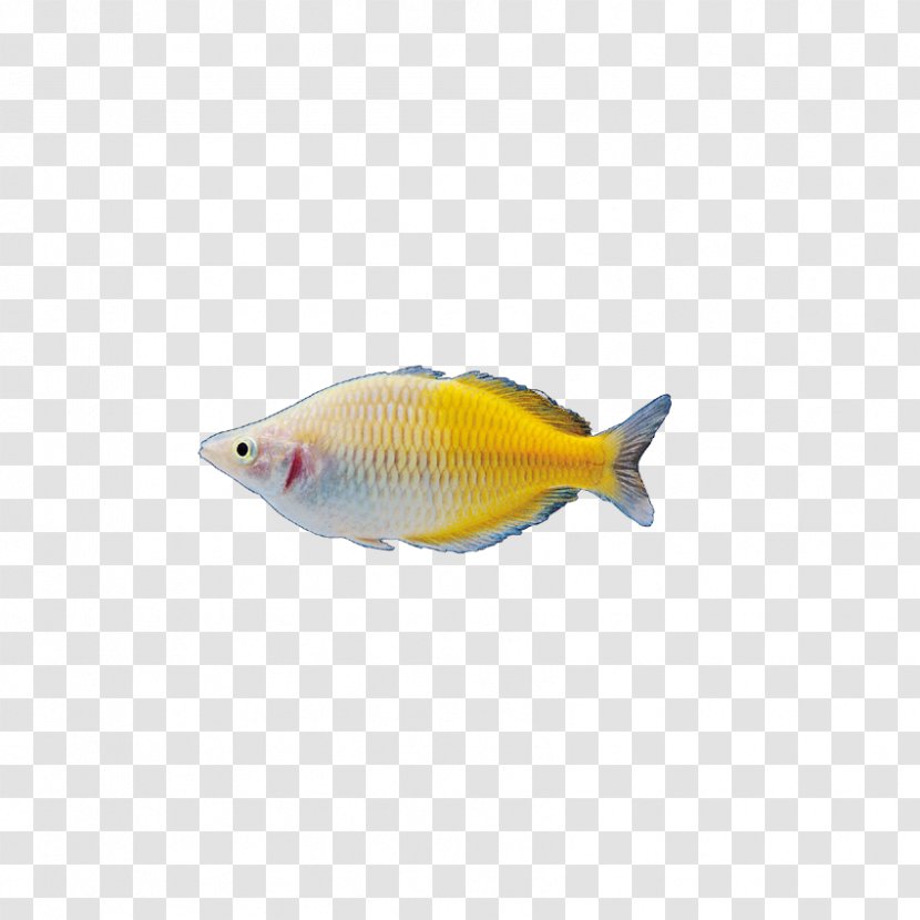Fish Bird Computer File - Blog - Insects, Transparent PNG