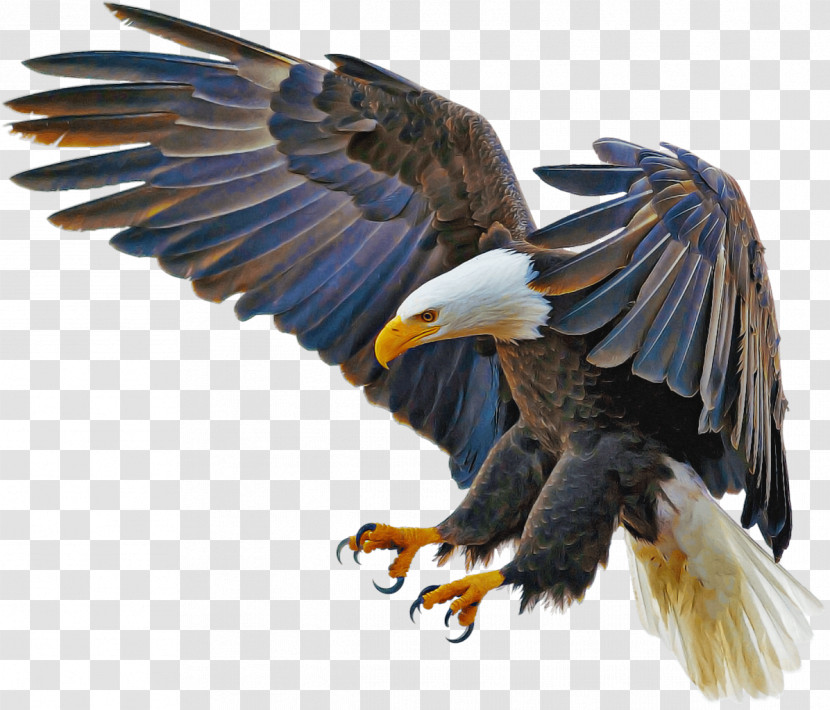 Bald Eagle Birds Golden Eagle Eagle Wedge-tailed Eagle Transparent PNG