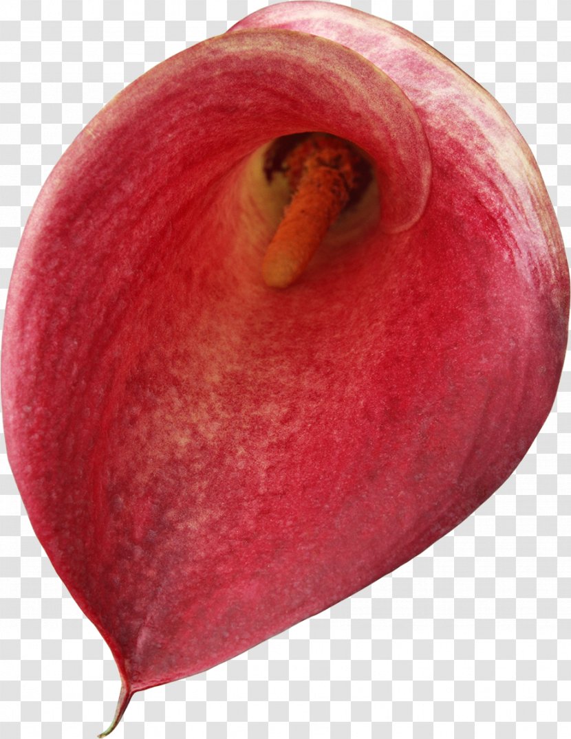 Flower Red Arum-lily - Fruit - Callalily Transparent PNG