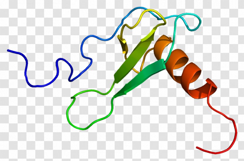 CCL11 Eosinophil Chemotaxis Factores Quimiotácticos De Los Eosinófilos Eotaxin - Protein - Cytokine Transparent PNG