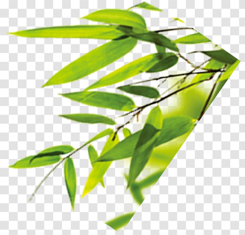 Bamboo Leaf Bamboe - Plant - Leaves Transparent PNG