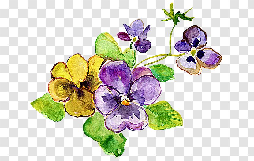 Pansy Violet Flower Yellow Photography - Family - Watercolor Flowers Transparent PNG