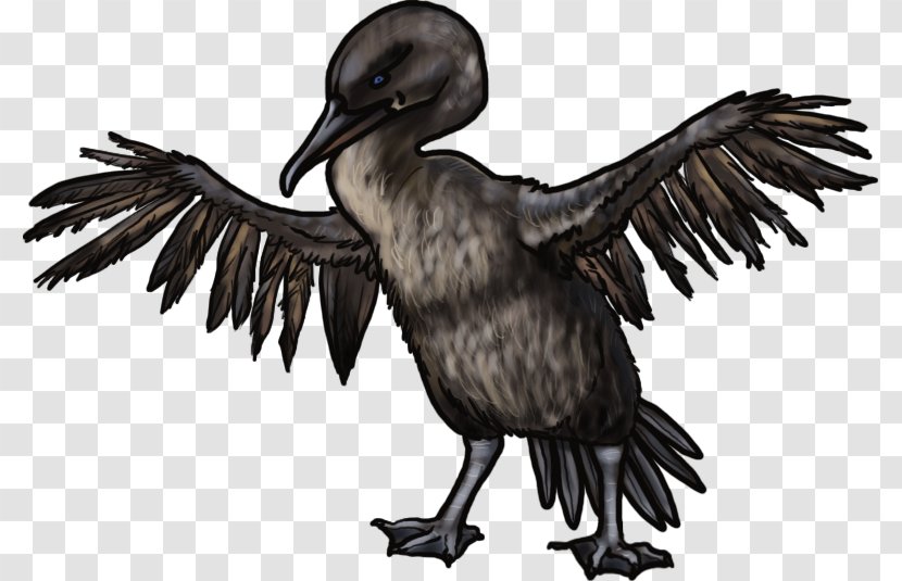 Cormorant - Suliformes - Bird Of Prey Transparent PNG