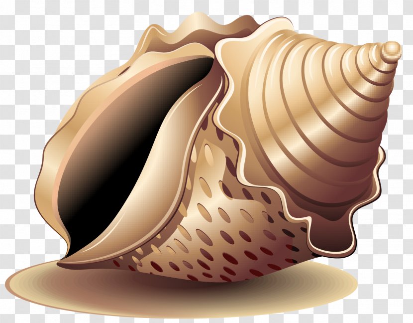 Sea Snail Seashell - Conchology - Vector Painted Conch Transparent PNG