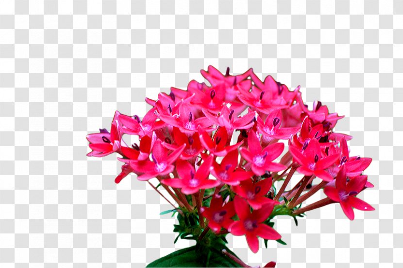 Floral Design Cut Flowers Flower Bouquet Plants - Pink - Daffodil Transparent PNG
