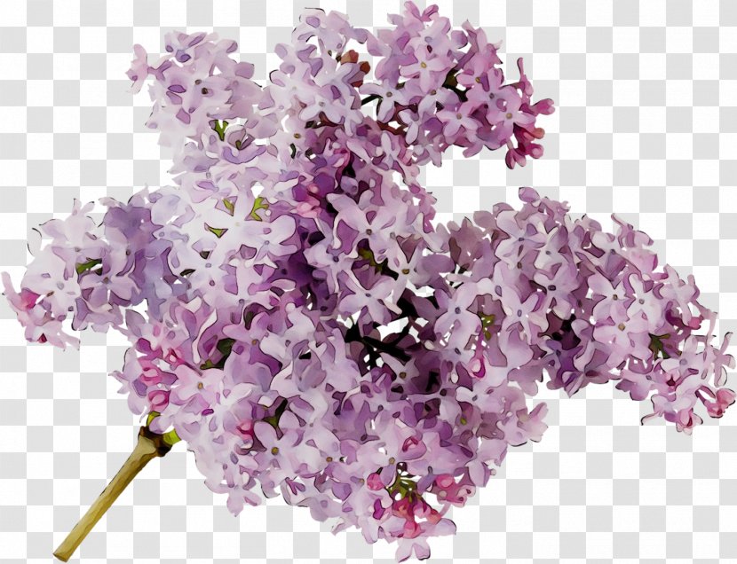 Cut Flowers Branching - Red Bud - Purple Transparent PNG