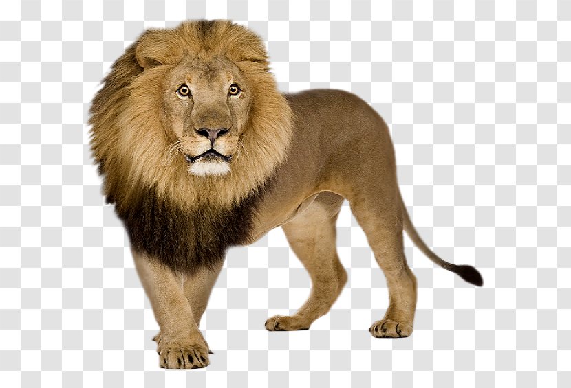 Lion Icon - Panthera Transparent PNG