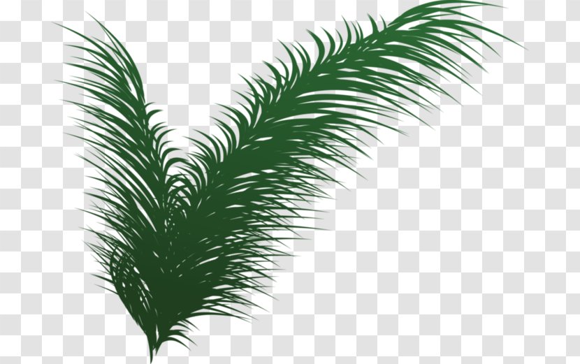 Leaf Tree Evergreen - Grass Family Transparent PNG
