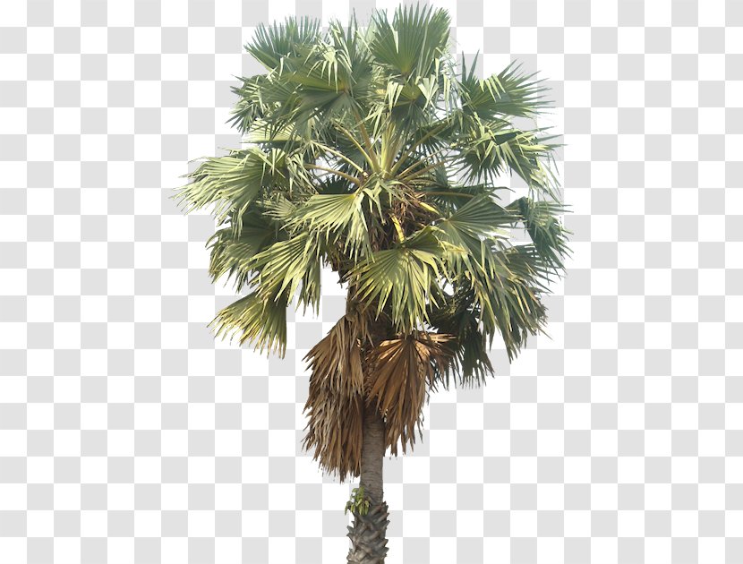 Mexican Fan Palm Arecaceae Wodyetia Tree - Borassus Flabellifer Transparent PNG