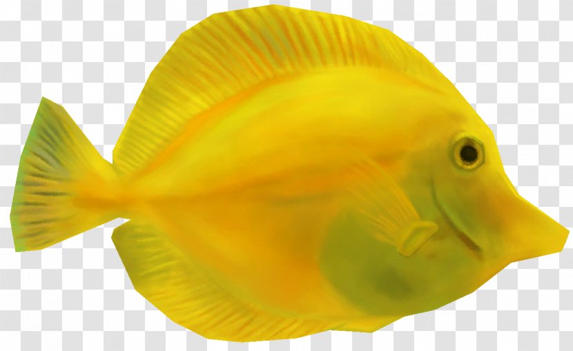 Coral Reef Fish Yellow Tang Animal - Turtle Transparent PNG