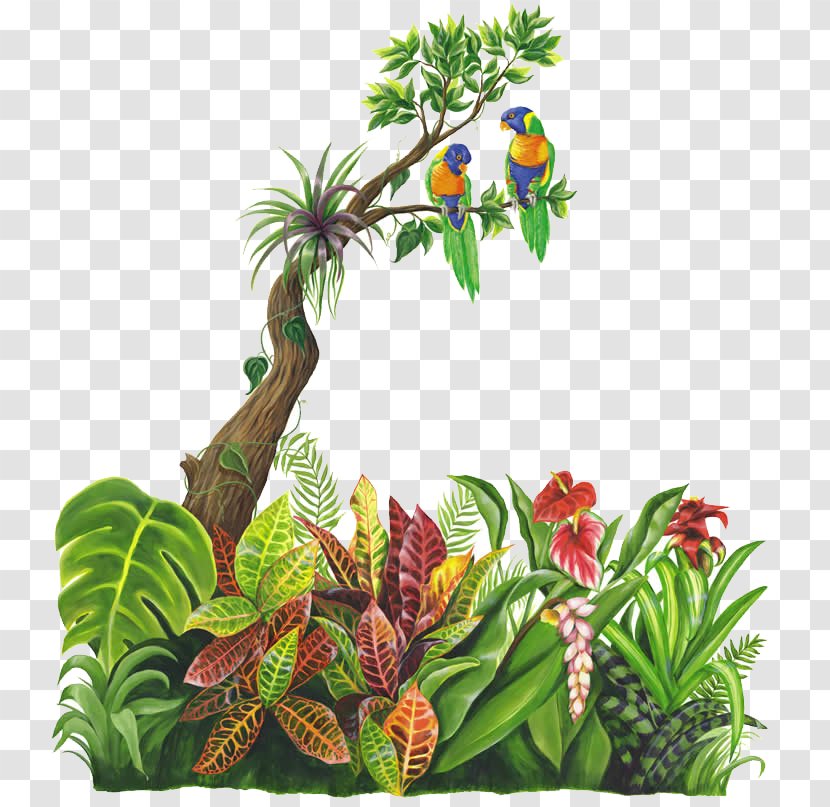 Jungle Tropical Rainforest - Room Transparent PNG