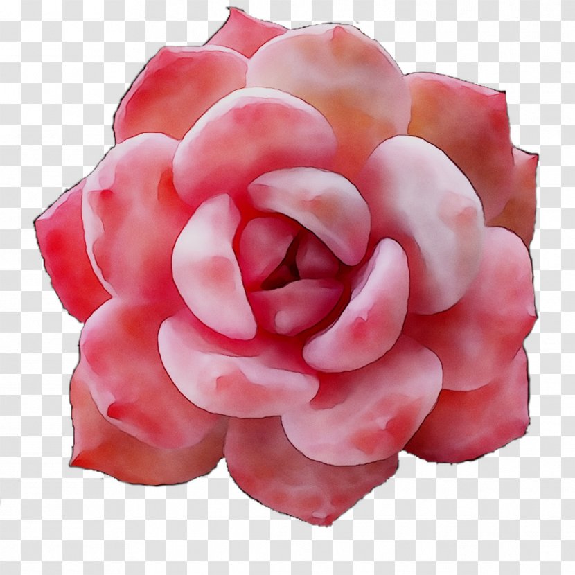 Garden Roses Cut Flowers Petal - Pink - Rose Family Transparent PNG