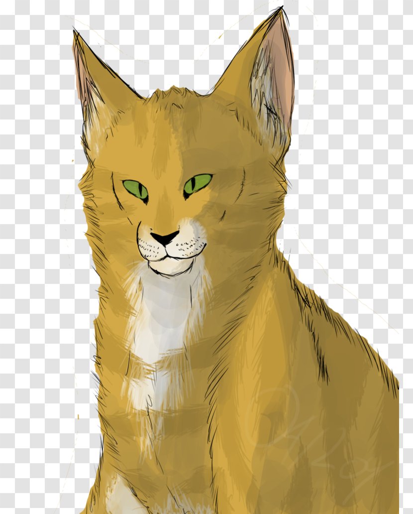 Whiskers Kitten Wildcat Red Fox - Mammal Transparent PNG