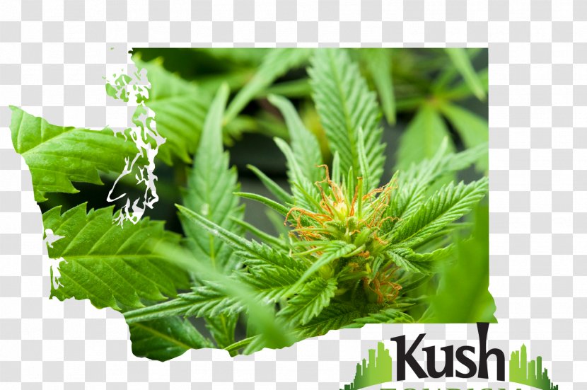Vancouver Kush Tourism Seattle Medical Cannabis - Marijuana Transparent PNG