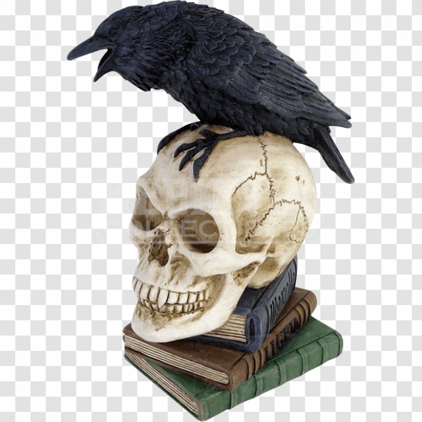 The Raven Skull Poetry Common Bone Transparent PNG