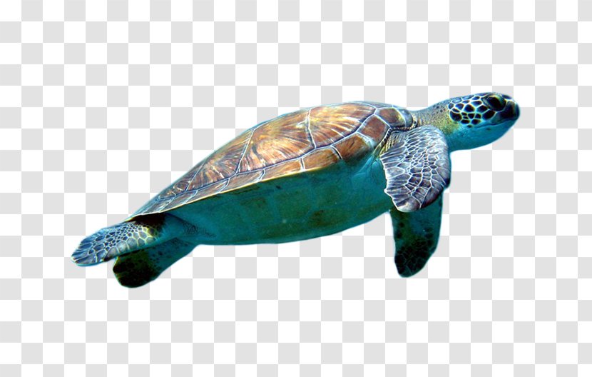 Loggerhead Sea Turtle Cheloniidae Clip Art - Tortoise - Pictures Transparent PNG