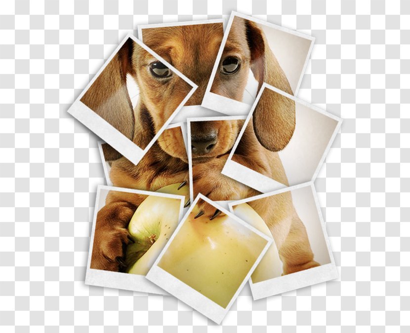 Photography Mockup Photomontage - Dog Like Mammal - Collage Transparent PNG