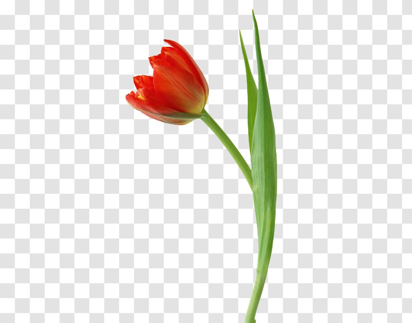 Tulip Flower Illustration - Plant Stem - Tulips Free Pull Material Transparent PNG