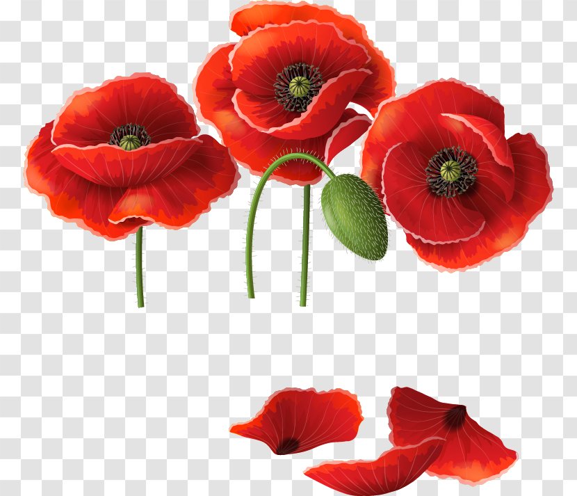 Remembrance Poppy Common Clip Art - Flowering Plant - Flower Transparent PNG