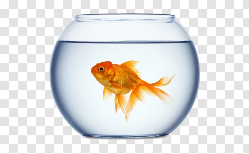 Goldfish Stock Photography Aquarium Royalty-free - Pet Shop - Fish Transparent PNG