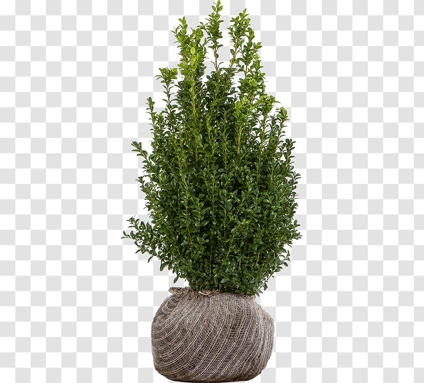 Shrub Buxus Sempervirens English Yew Tree Nursery - Taxus Baccata - Boxwood Hedge Transparent PNG