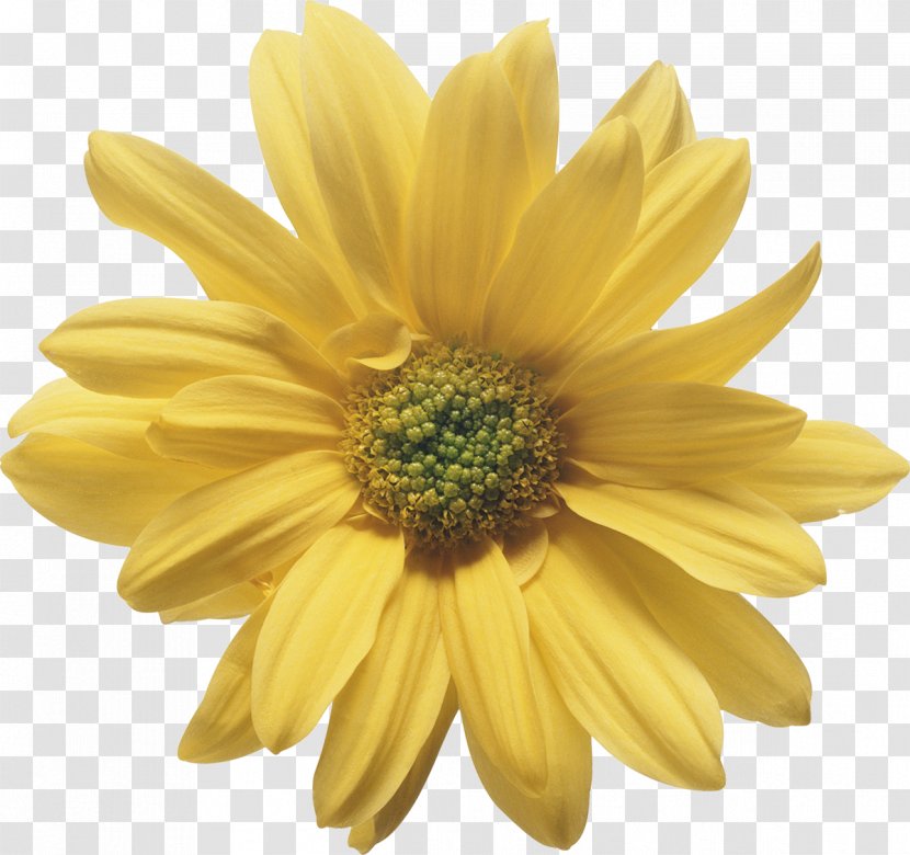 Flower Yellow Stigma Wedding Chrysanthemum - Petal Transparent PNG