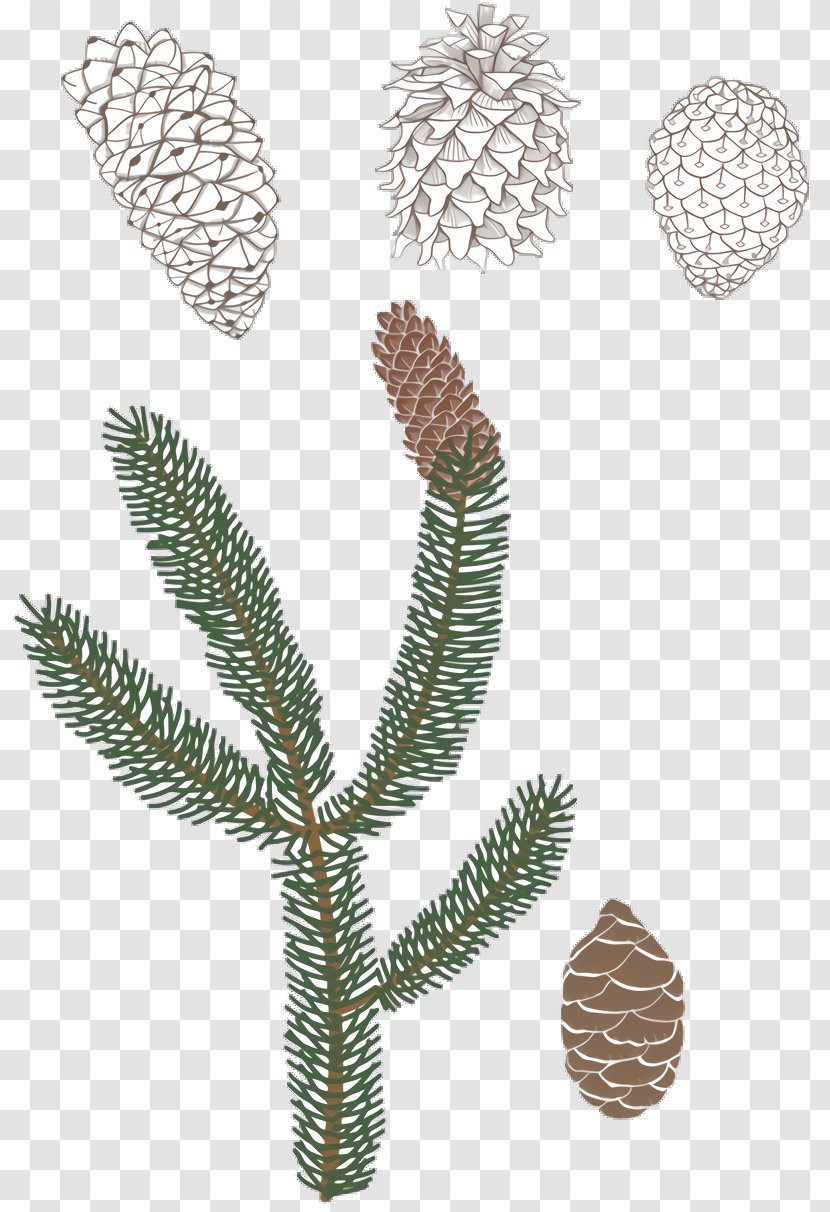 Black And White Flower - Silvertip Fir - American Larch Transparent PNG